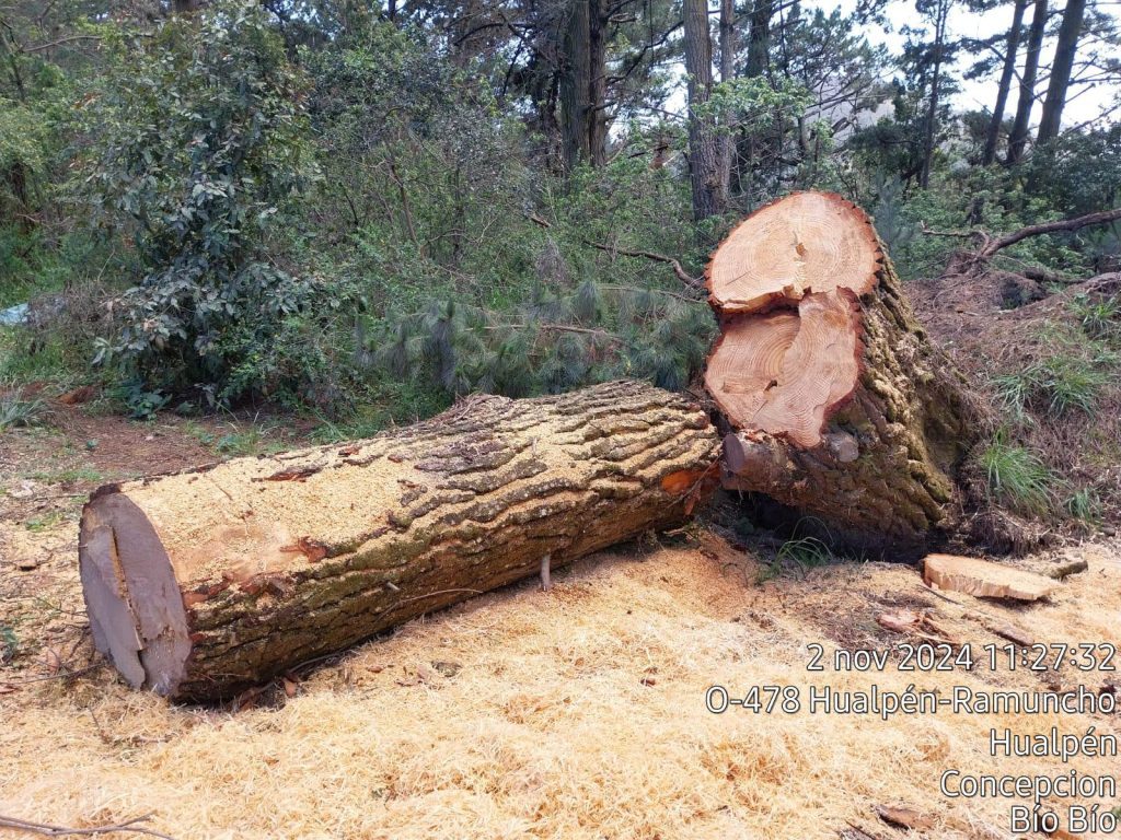 WhatsApp Image 2024 11 03 at 15.48.36 1