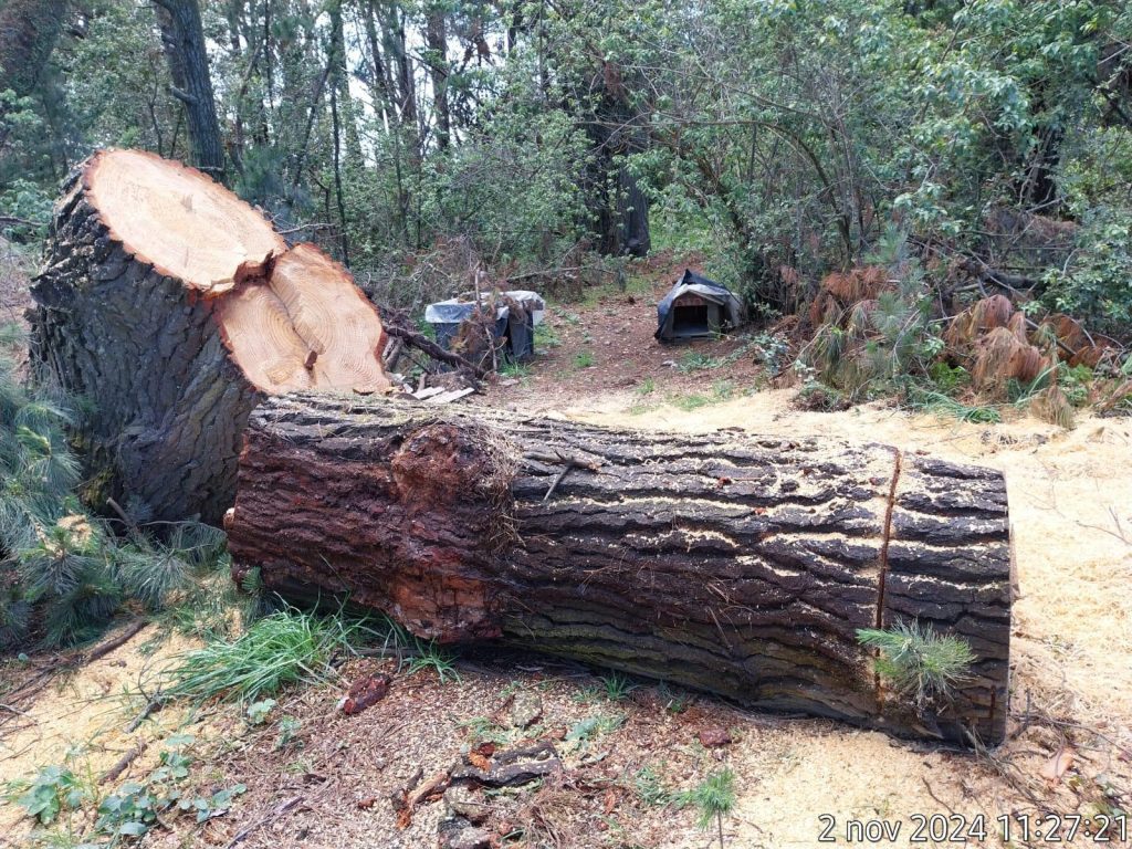 WhatsApp Image 2024 11 03 at 15.48.36