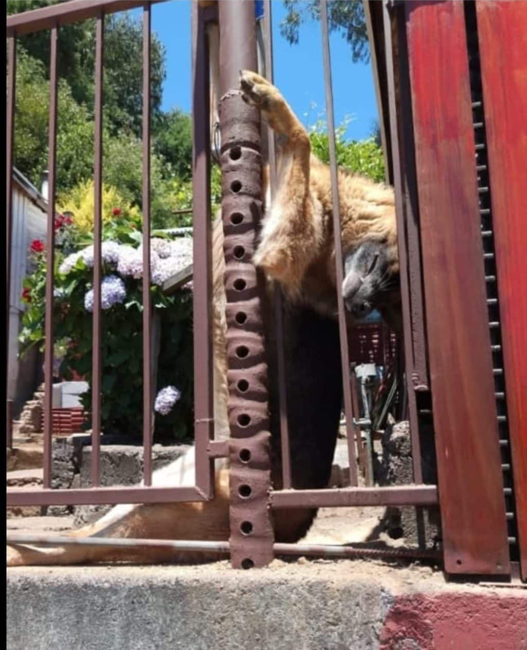 ¡No a la pirotecnia! El peligro mortal que representa para los perros