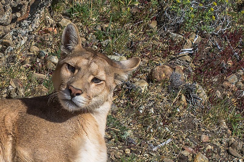 Vecino denuncia presunto ataque de puma a animales domésticos en Lota